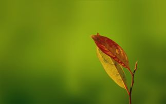 deepinlinux主题,deepin 主题